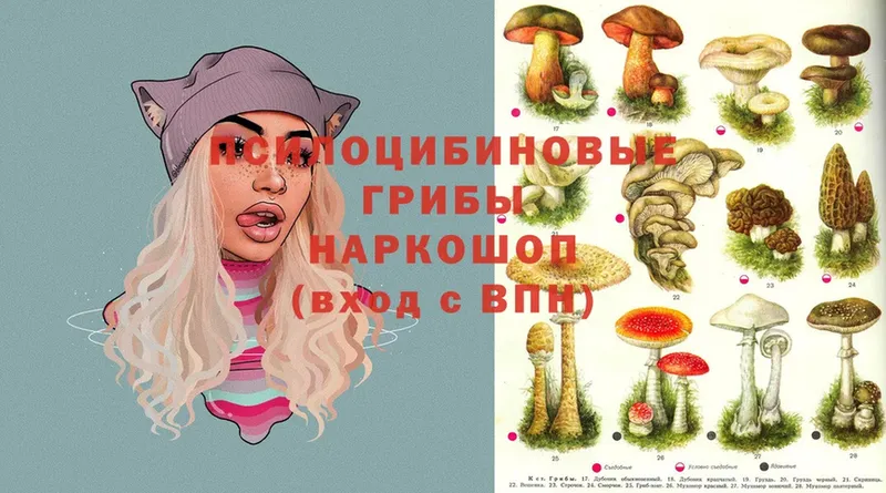 Галлюциногенные грибы Cubensis  где продают наркотики  Морозовск 